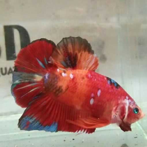 ikan cupang giant pitbull bo 5 male realpict