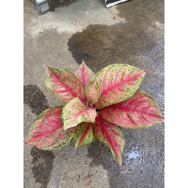 Aglonema Super RED TOS-UK Besar (Aglonema Koleksi Murah)