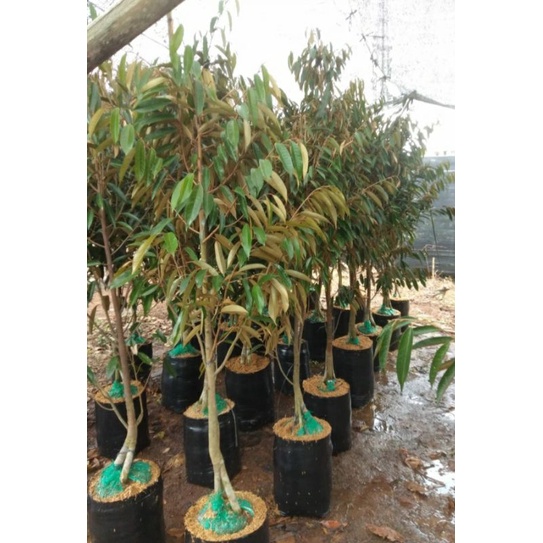 BIBIT POHON DURIAN KAKI 3 MUSANGKING BATANG BESAR