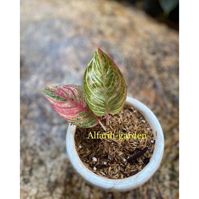 aglonema huges merah (real pict)