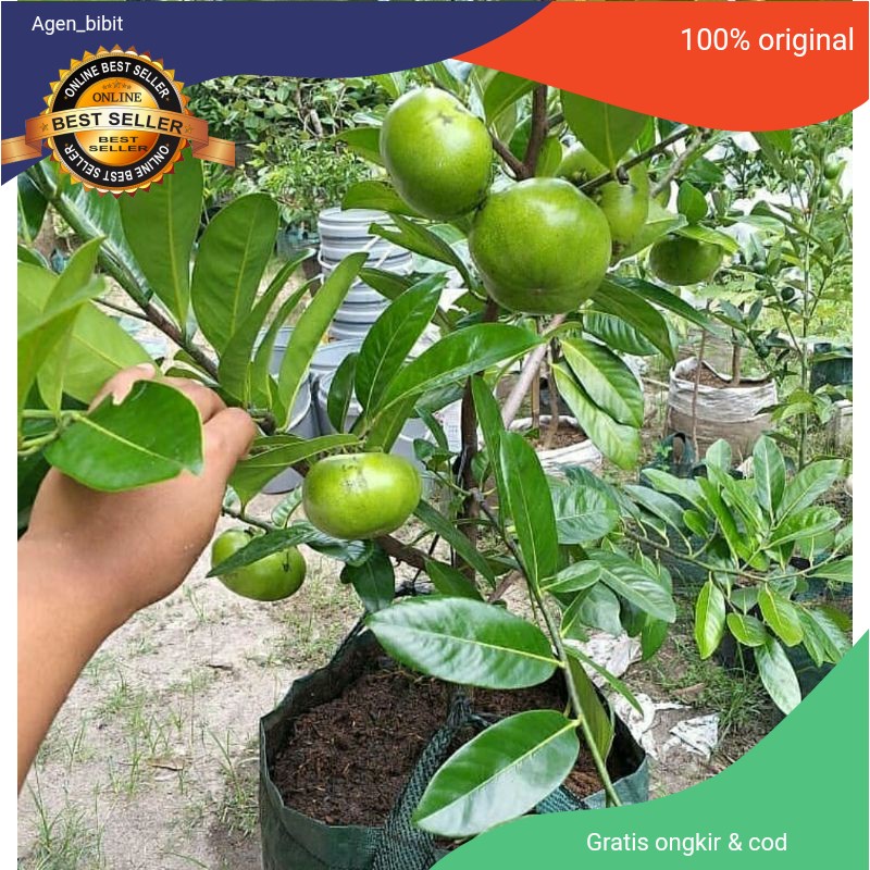 Bibit Black Sapote Jumbo Cangkok Asli Okulasi / Sawo Mexico ( Sawo Hitam )