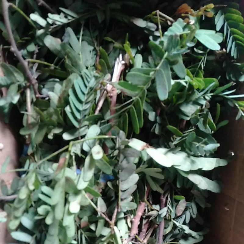 

Godong Sinom seger per ikat