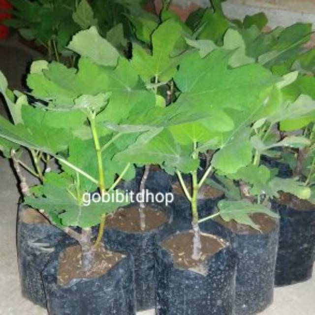 

bibit tanaman buah tin green yordan