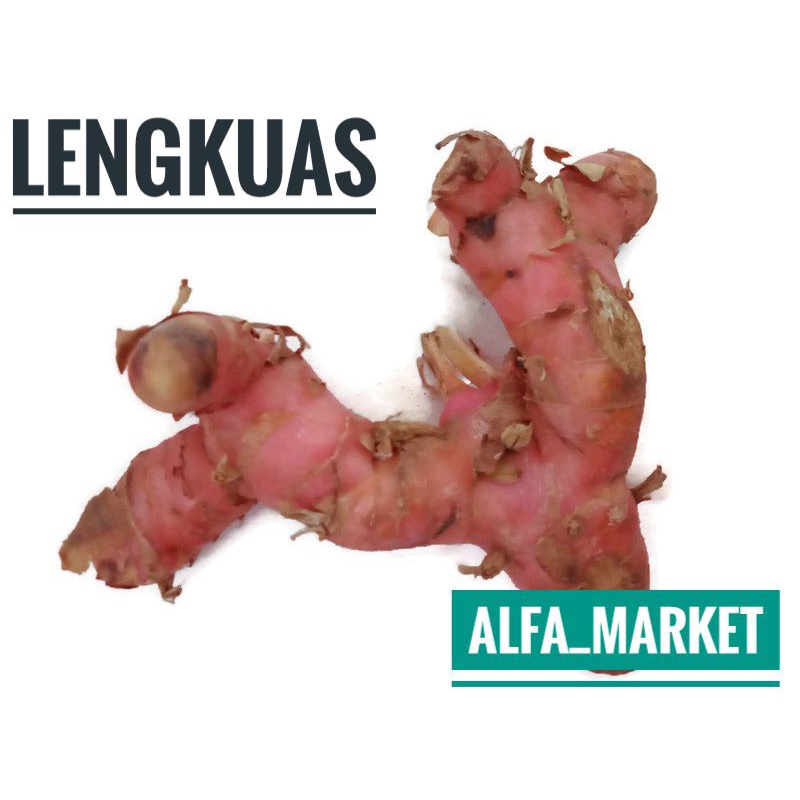 

LENGKUAS BUMBU DAPUR