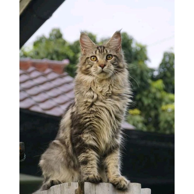 Kucing Maine Coon