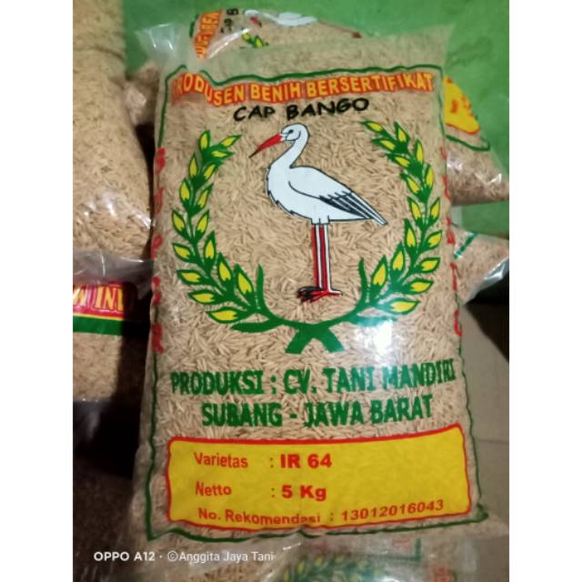 Bibit padi IR64 atau padi sepuluh