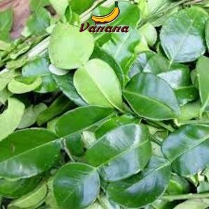 

VANANA daun jeruk Goceng (5 ribu)