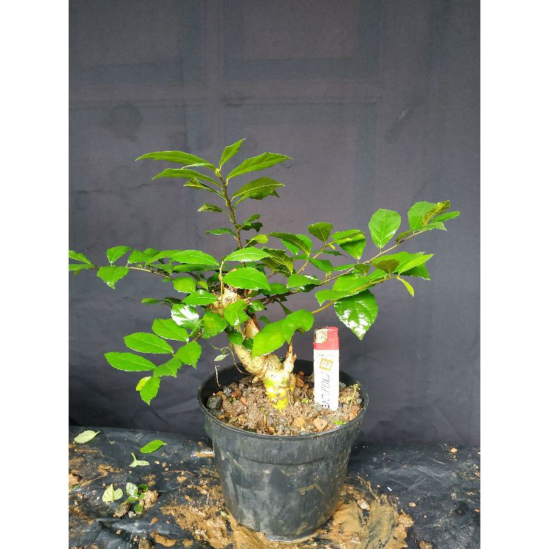 BONSAI SERUT MAME / BAHAN BONSAI SERUT MAME / SERUT / BONSAI SERUT BERKARAKTER