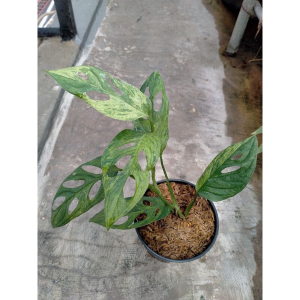 tanaman hias monstera andansonii varigata / janda bolong varigata real pict
