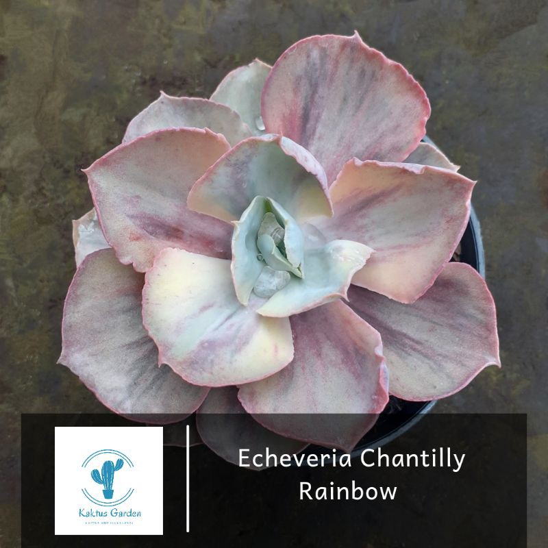 Echeveria Chantily Rainbow