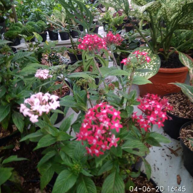 

Bunga pentas