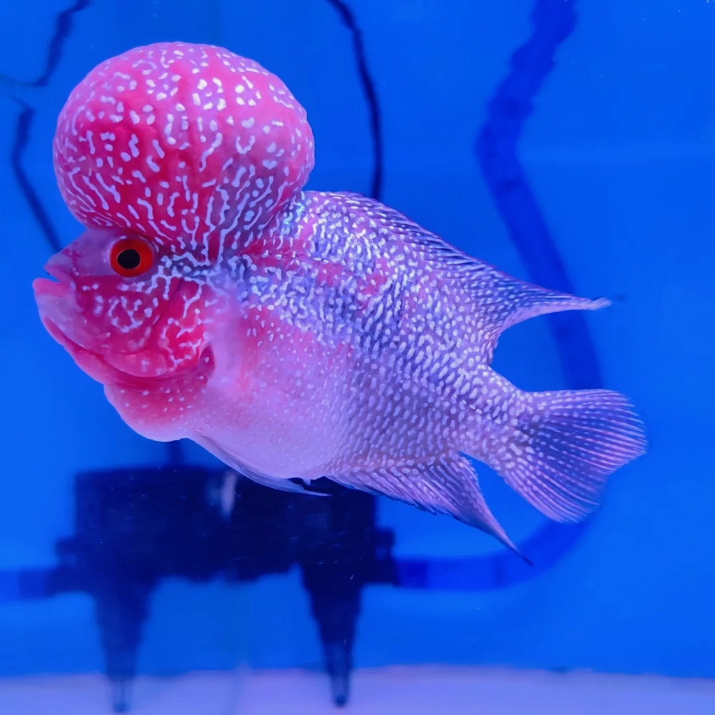 Srd / Srm Super Boom Merah Mutiara Full Ori Thailand Grade Super Hiasan Aquarium