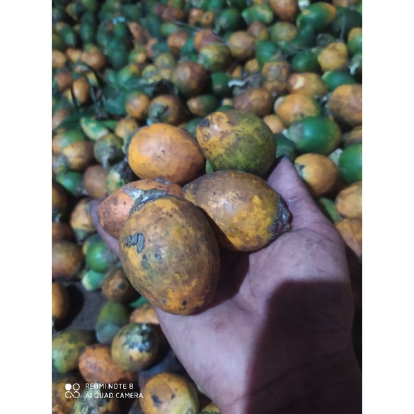 

Pinang betra tua 1kg