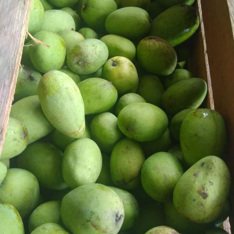 

mangga muda 1kg