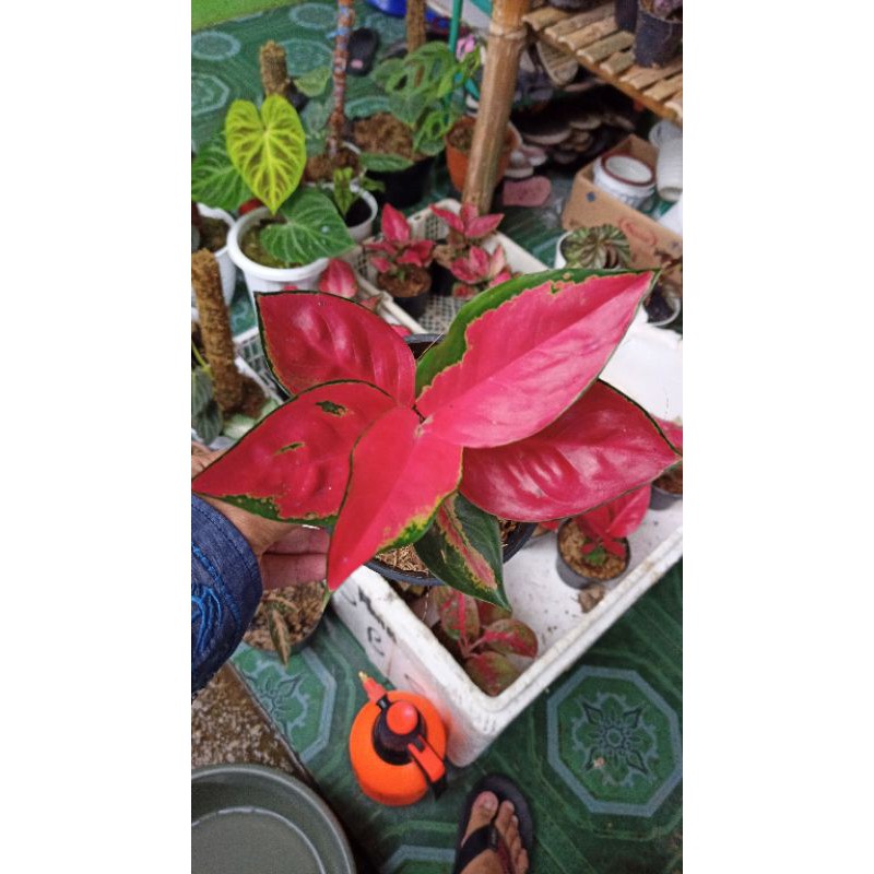 Tanaman Hias Aglaonema Aglonema SUKSOM JAIPONG Super Bunga Import