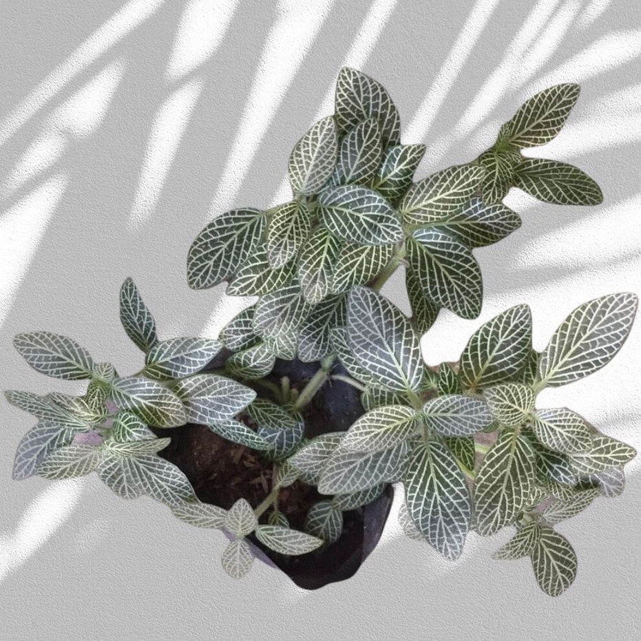 FITTONIA SNOW WHITE (HIJAU)
