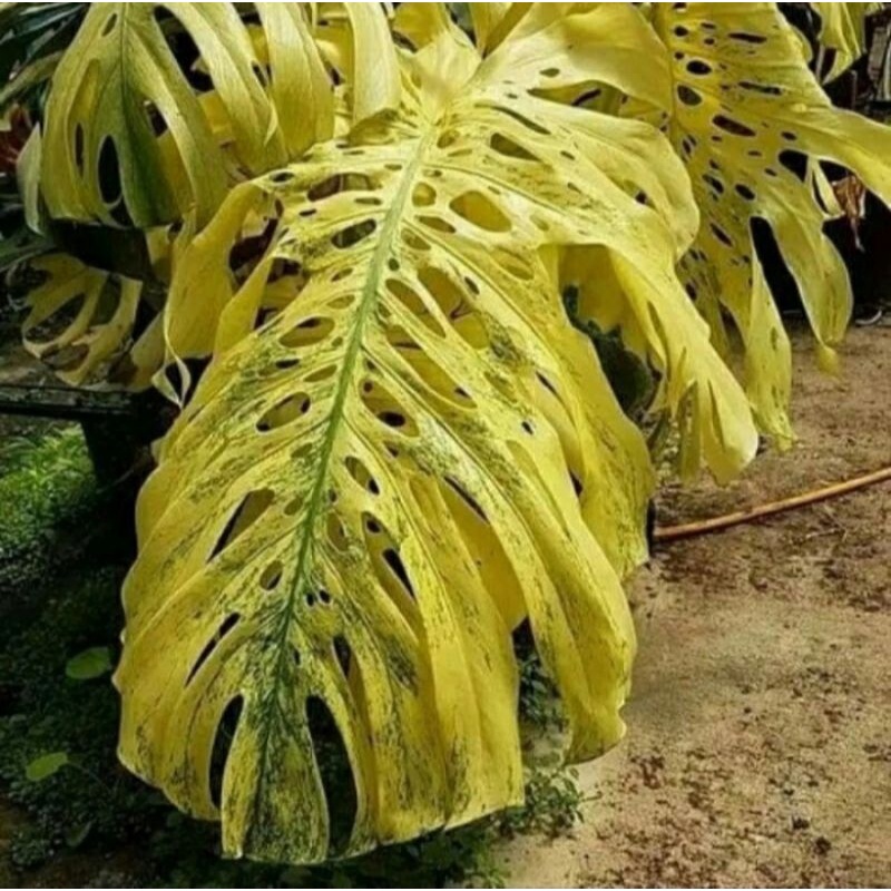 Monstera/janda bolong varigata yellow bonggol langka