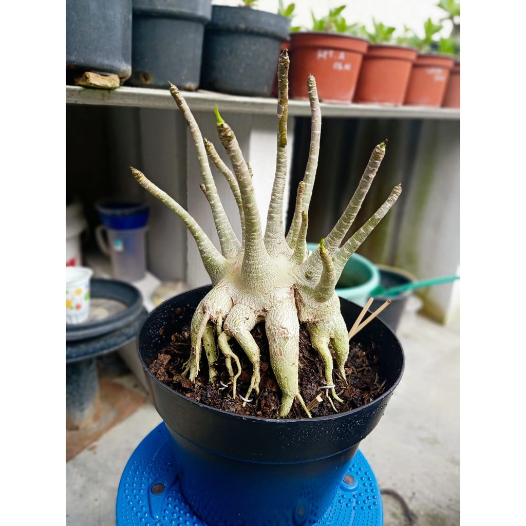 Tanaman Hias Adenium Arabicum Hibrid