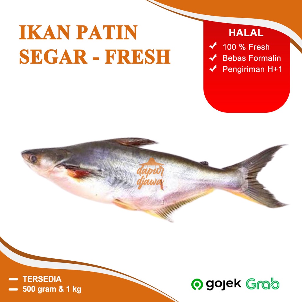 Jual Ikan Patin Dory Segar Frozen Beku Fresh Murah Hidup Atau Mati