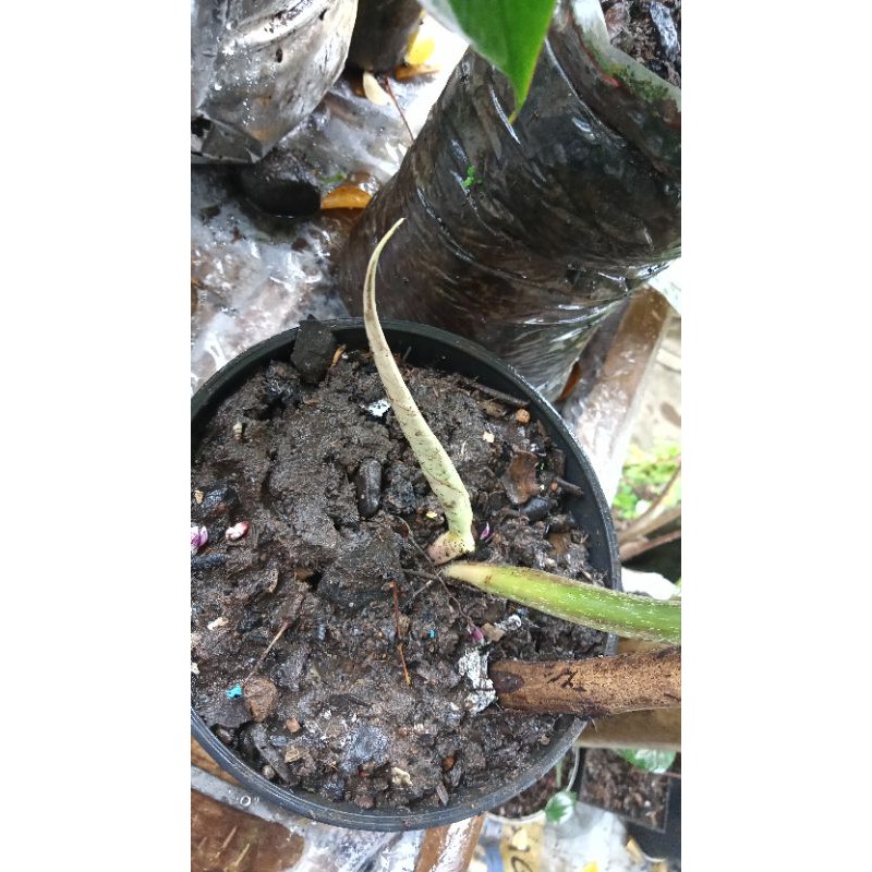 philodendron plowmanii