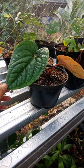 anturium sirih tanaman hias anthurium sirih Anthurium sirih