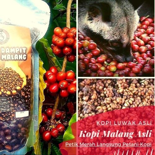 

kopi Luwak Asli Ternak Kandang Robusta Bubuk Biji Murni 150 gr