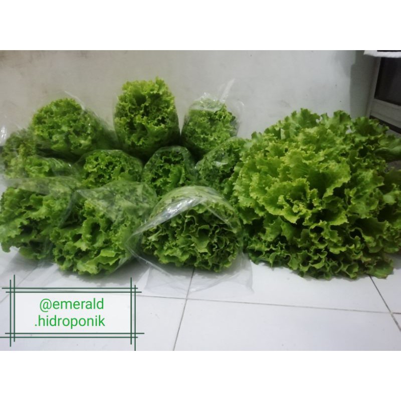 

selada hidroponik kediri