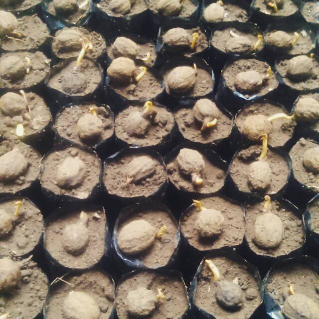 Benih biji pala 100 biji