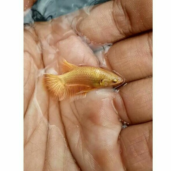 

ikan cupang super gold