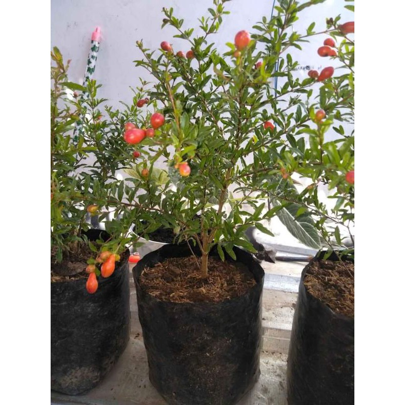 Bibit delima merah jumbo