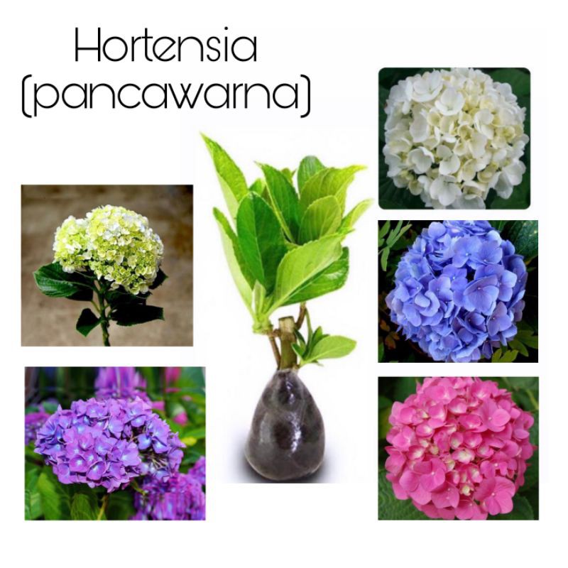 Bibit tanaman hias bunga hortensia/pancawarna