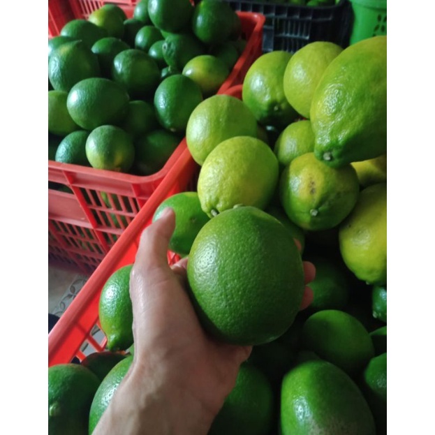 

jeruk lemon kalifornia 1kg