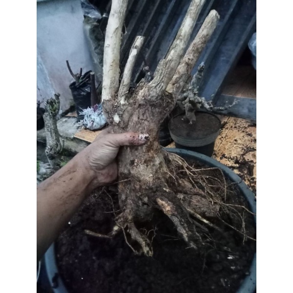 dongkelan bahan bonsai kemuning