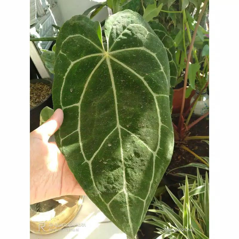 jenis tanaman hias antorium kuping gajah regale