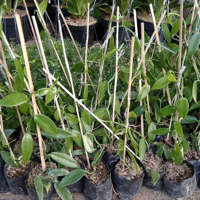Bibit Tanaman Vanili / Vanilla