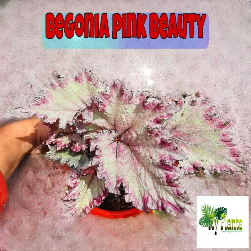 Tanaman Hias Bunga Begonia Rex Pink Beauty Ping Biuty Biuti