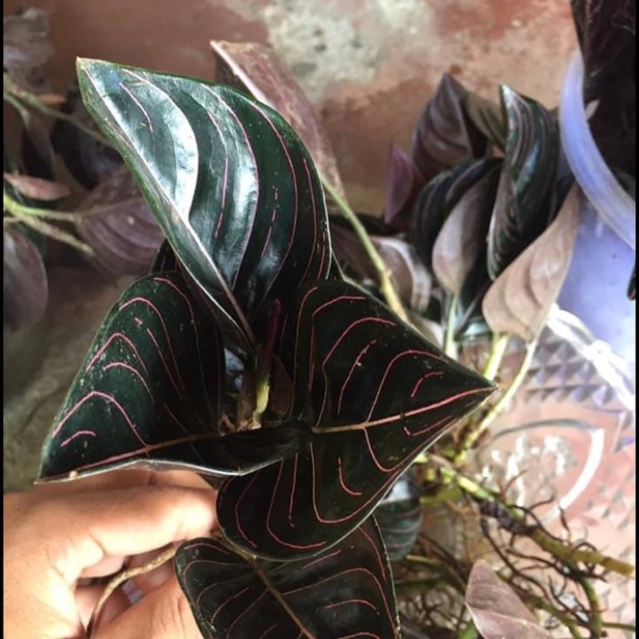 tanaman rotundum aceh hitam - rotundum aceh