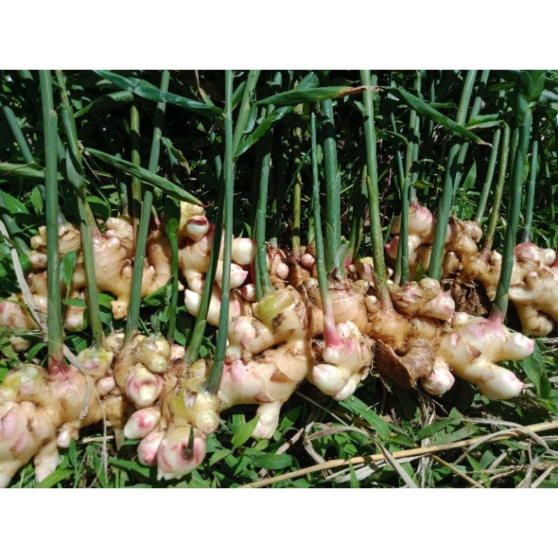 

Jahe Gajah muda segar cocok untuk bumbu masak dan campuran minuman herbal berat 500 gram