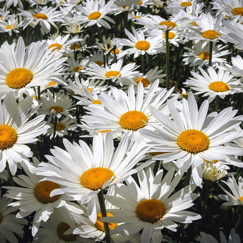 Benih Bibit Biji - Bunga Chrysanthemum Shasta Daisy Krisan Flower Seeds - IMPORT