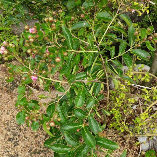 Pohon sakura jepang