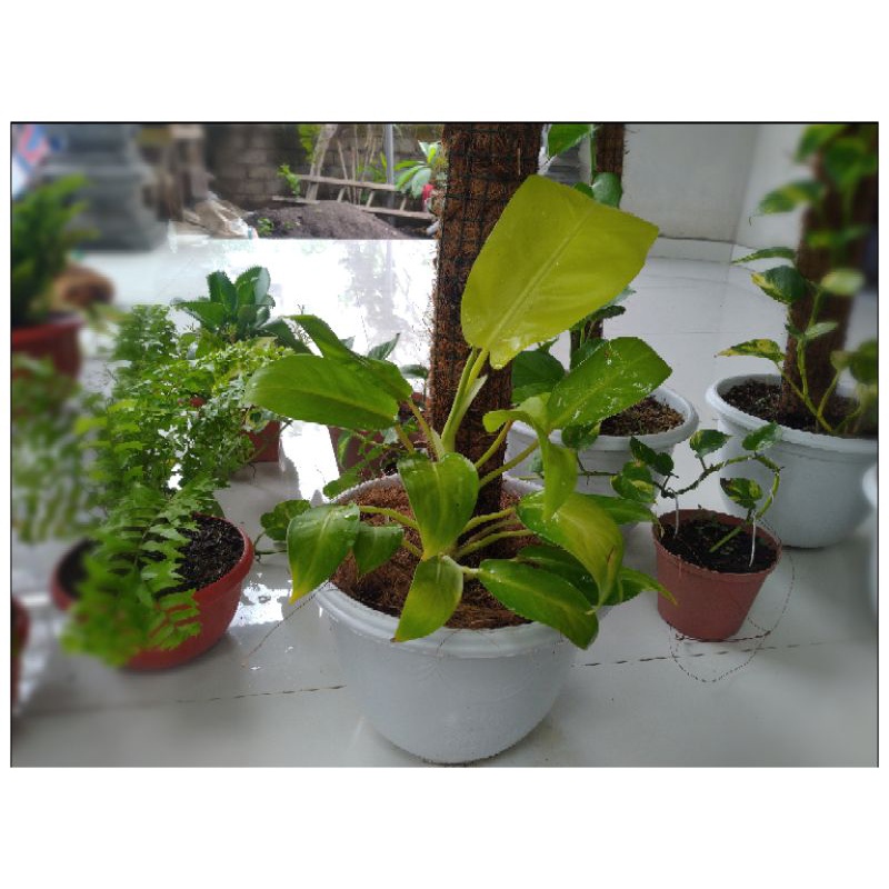 Sirih Gading Centong, Sirih Centong, Philodenron Lemon, Philo Lemon,