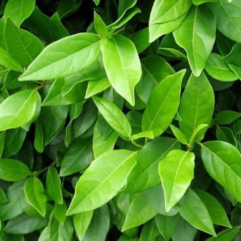 

DAUN SALAM SEGAR 10 LEMBAR | BUMBU MASAK | MINUMAN HERBAL