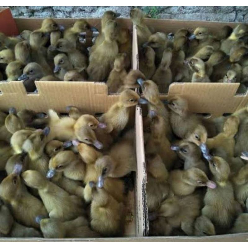 Doc anak bebek petelur lokal betina (Mojosari) -Beli 10 Gratis 1 Ekor