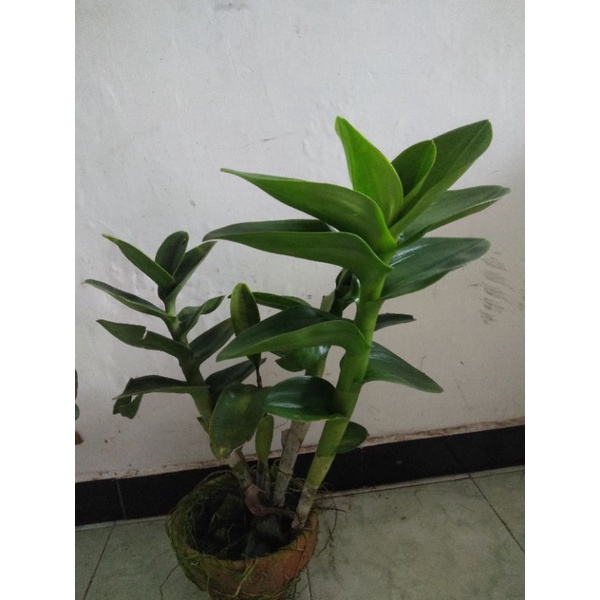 dendrobium rimbun besar