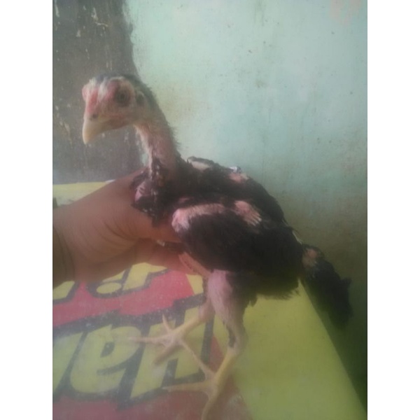 Vitachik Vitamin Ayam Promo Bonus Materi Anakan Ayam ShamoKhoy Tulangan Tebal Besar Trah import