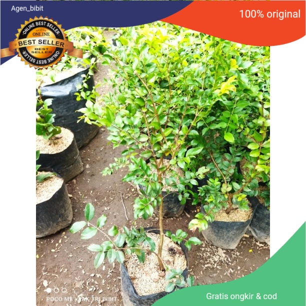 Gprs Bibit Tanaman Buah Anggur Brazil / Anggur Pohon jenis sabara