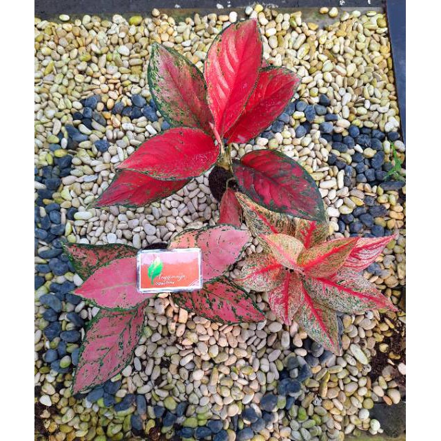 [✅COD] PAKET AGLONEMA - 3 POHON / BUNGA AGLONEMA / TANAMAN HIAS AGLONEMA PAKET MURAH