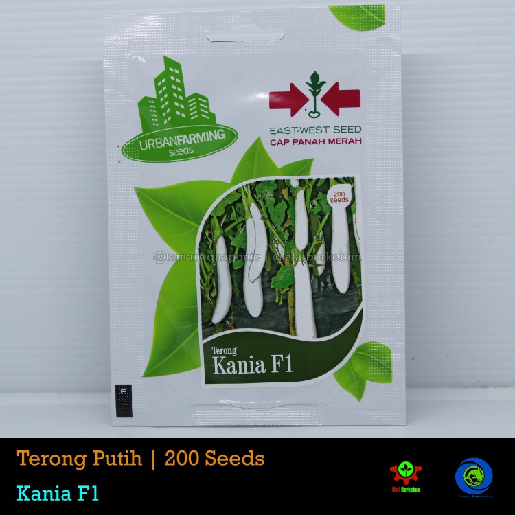 Cap Panah Merah Benih Terong Putih Urban Farming