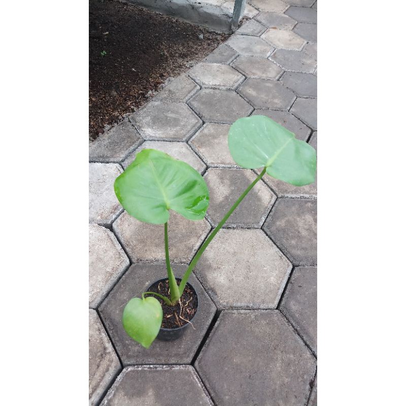 Monstera King - Baby Monstera King - Tanaman Hias