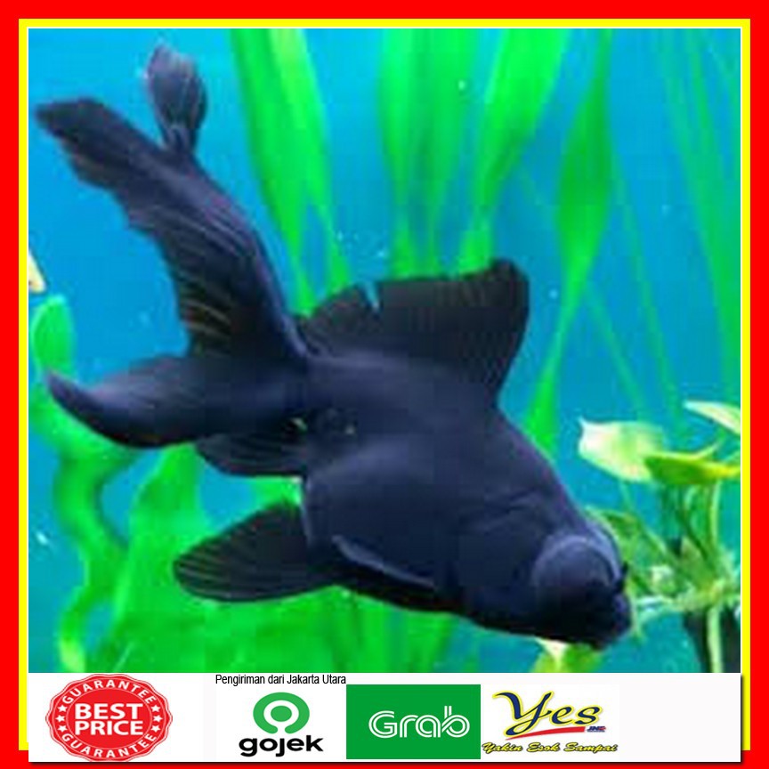 ikan Hias Mas Koki Black Moor More / ikan Mas Koki Hitam Mata Belo